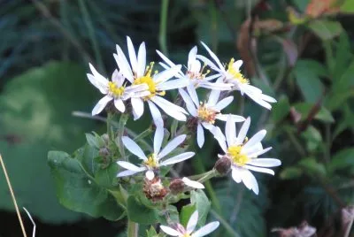 Another pretty flower