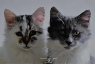 cats