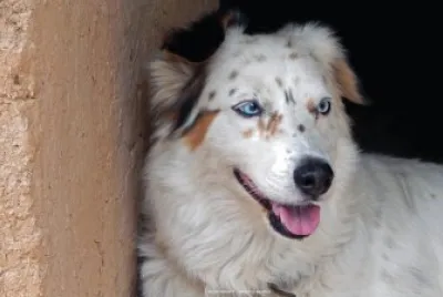 Dog
