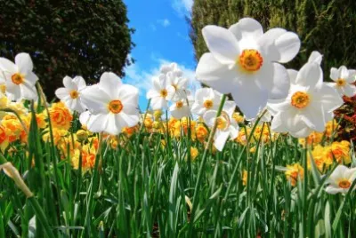 Narcisses jigsaw puzzle