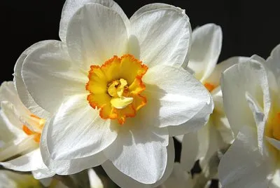 Narcisse