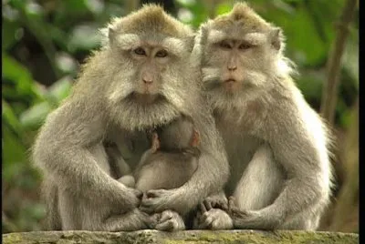 Macaco cinimolgo