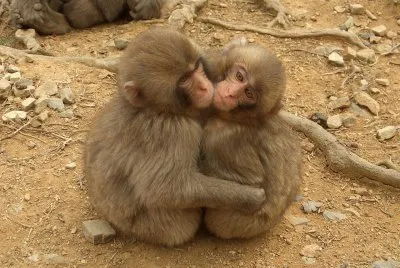 Macaca fuscata