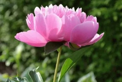 Pivoine