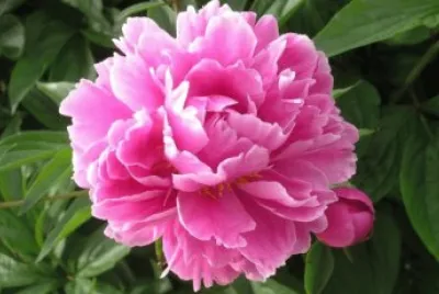 Pivoine