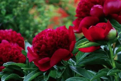 Pivoines