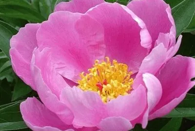 Pivoine