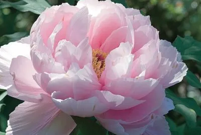 Pivoine