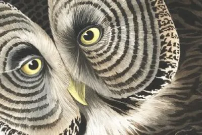 owl