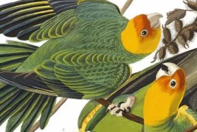 love birds jigsaw puzzle