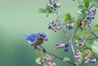 lovely little bird