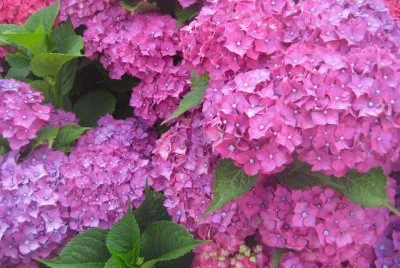 Hortensia