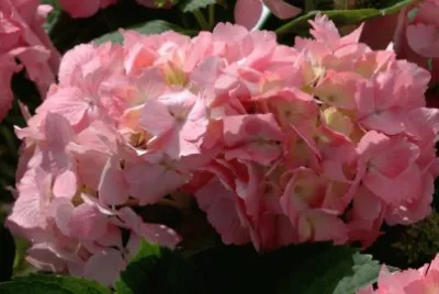 Hortensia