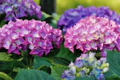 Hortensia