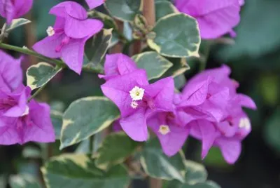 Bougainvillier
