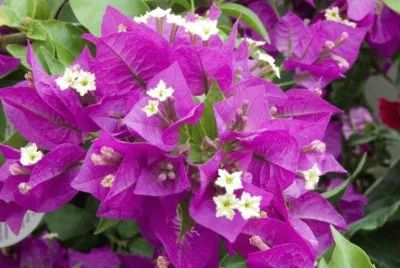 Bougainvillier