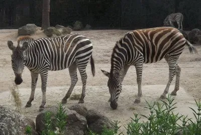 Zebra del capo jigsaw puzzle