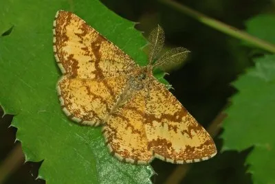 Geometridae