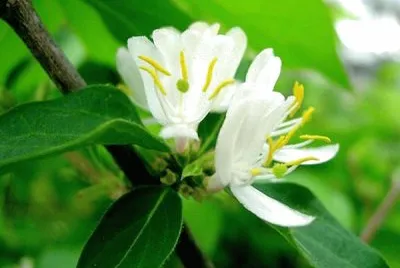 Chevrefeuille