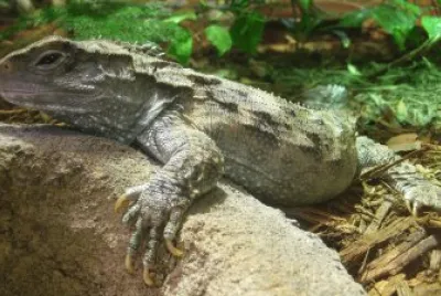 Tuatara