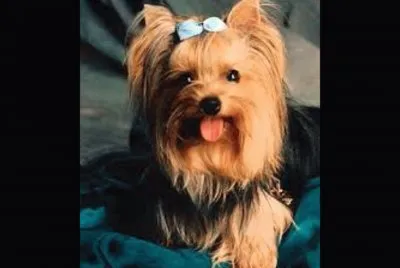 Cuidad de todos los animales.