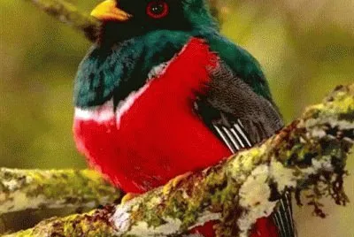 Il Vecchietto