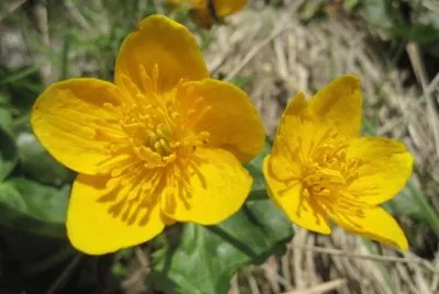 bouton d 'or