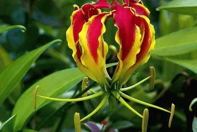 Gloriosa