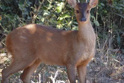 Mazama rosso