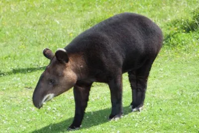 Tapiro delle ande