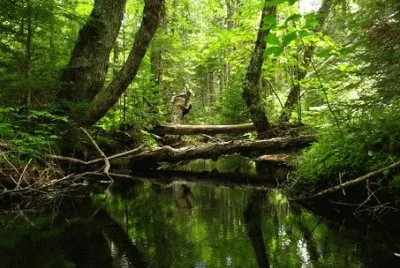 Swamp