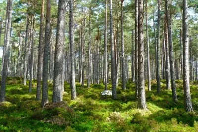Nature