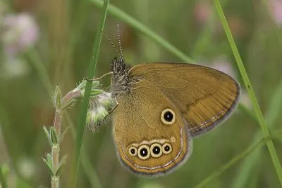 Coenonympha oedippus