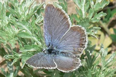 Plebejus trappi