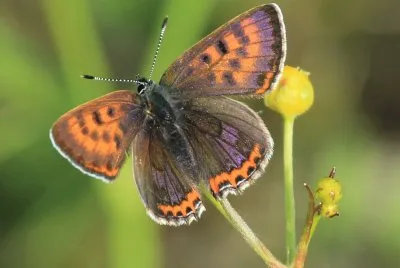 Lycaena helle