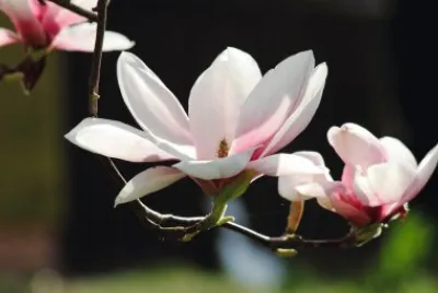 Magnolia