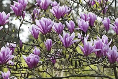 Magnolia