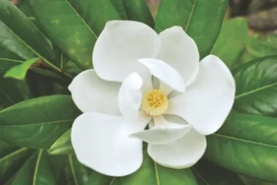 Magnolia
