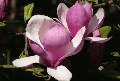 Magnolia