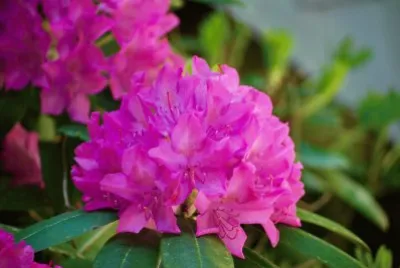 AzalÃ¨e