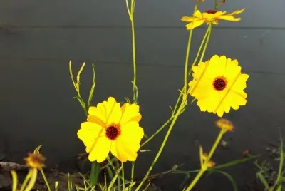 Cosmos