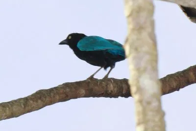 Ghiandaia di san blas