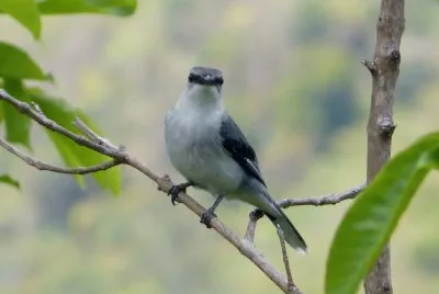 Coracina di mauritius