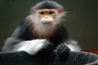 Langur duca