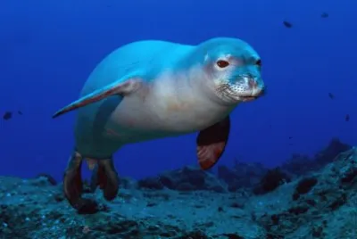 Foca monaca delle hawaii
