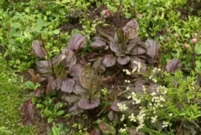 herb 5