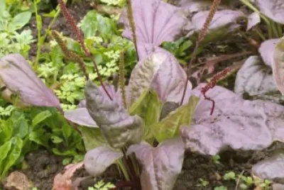 herb 7