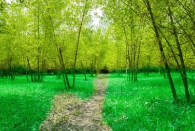 Nature