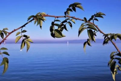 Nature jigsaw puzzle