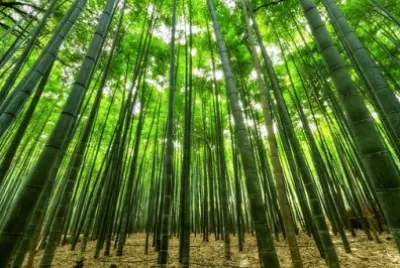 Nature jigsaw puzzle